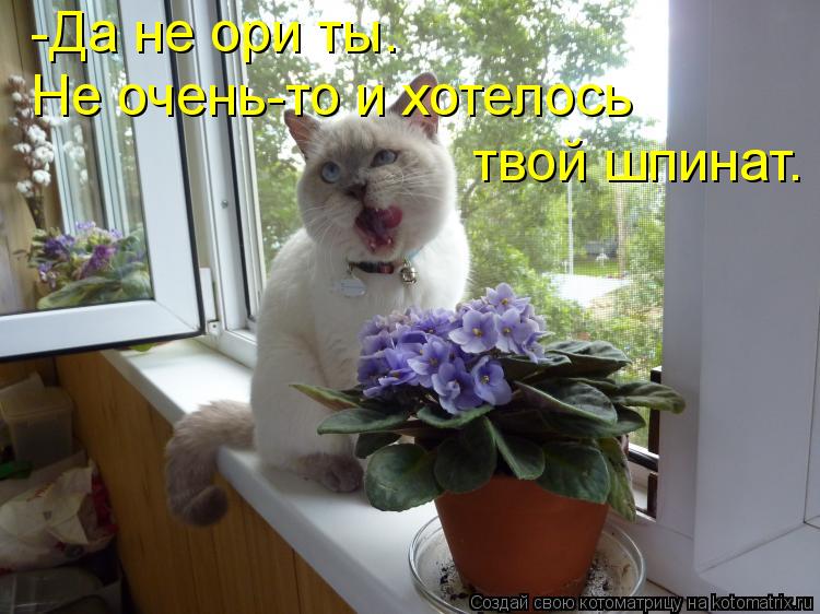 Котоматрица: -Да не ори ты. Не очень-то и хотелось  твой шпинат.