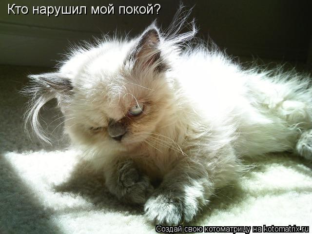 Котоматрица: Кто нарушил мой покой?