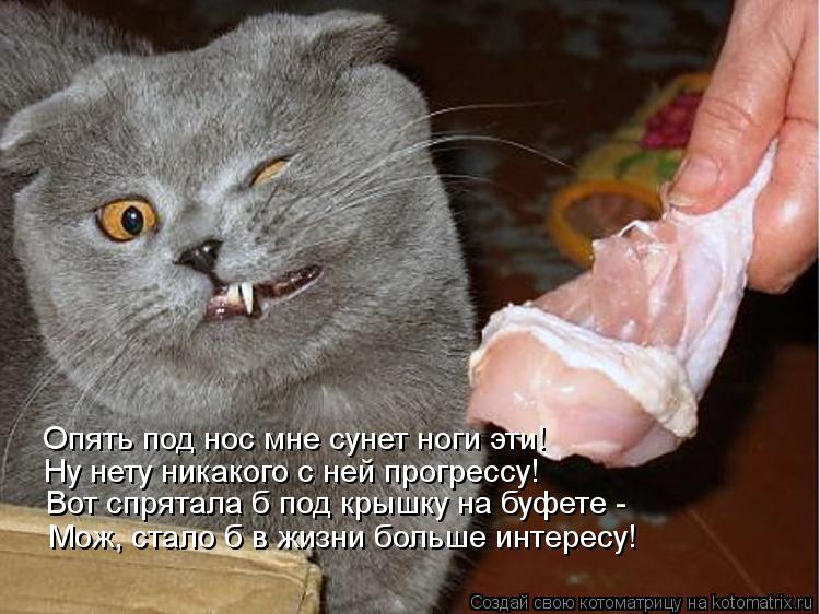 Опять под нос мне сунет ноги эти! Ну нету никакого с ней прогрессу! Вот спрятала б под крышку на буфе... Котоматрица: Опять под нос мне сунет ноги эти! Ну нету никакого с ней прогрессу! Вот спрятала б под крышку на буфете - Мож, стало б в жизни больше интересу!