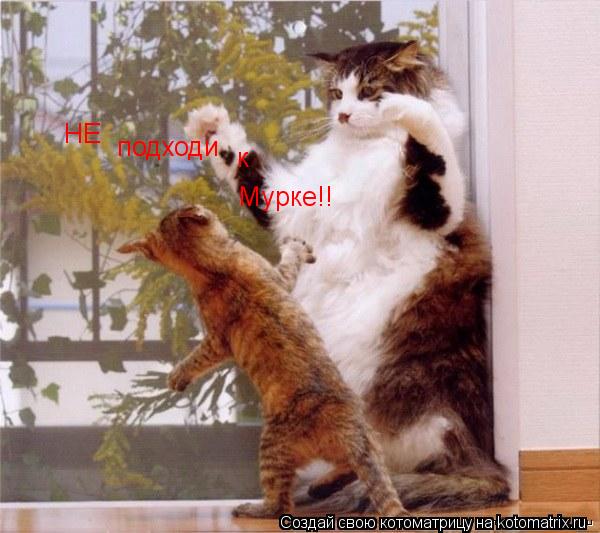 Котоматрица: НЕ подходи к Мурке!!