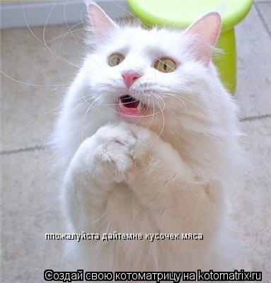 ппожалуйста дайтемне кусочек мяса... Котоматрица: ппожалуйста дайтемне кусочек мяса