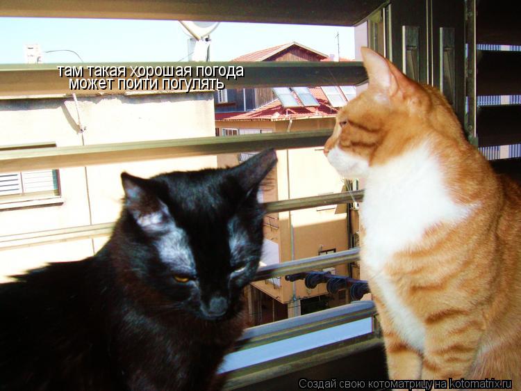 там такая хорошая погода может пойти погулять... Котоматрица: там такая хорошая погода может пойти погулять
