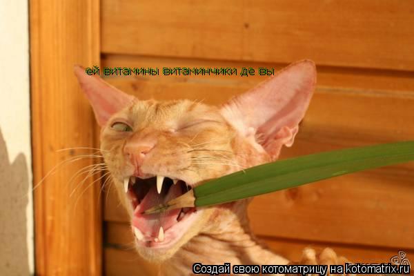 ей витамины витаминчики де вы... Котоматрица: ей витамины витаминчики де вы