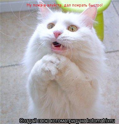 Ну пожа-а-алуйста, дал пожрать быстро!... Котоматрица: Ну пожа-а-алуйста, дал пожрать быстро!