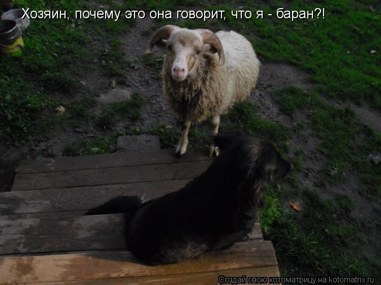 Хозяин, почему это она говорит, что я - баран?!... Котоматрица: Хозяин, почему это она говорит, что я - баран?!