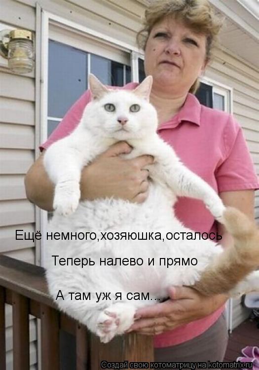 Ещё немного,хозяюшка,осталось Теперь налево и прямо А там уж я сам...... Котоматрица: Ещё немного,хозяюшка,осталось Теперь налево и прямо А там уж я сам...