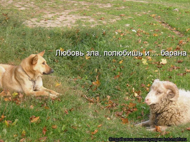 Любовь зла, полюбишь и ... барана... Котоматрица: Любовь зла, полюбишь и ... барана