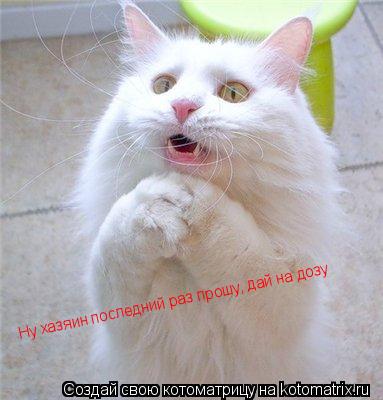 Ну хазяин последний раз прошу, дай на дозу... Котоматрица: Ну хазяин последний раз прошу, дай на дозу
