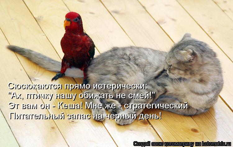 Сюсюкаются прямо истерически: "Ах, птичку нашу обижать не смей!" Эт вам он - Кеша! Мне же - стратегич... Котоматрица: Сюсюкаются прямо истерически: "Ах, птичку нашу обижать не смей!" Эт вам он - Кеша! Мне же - стратегический Питательный запас на черный день!