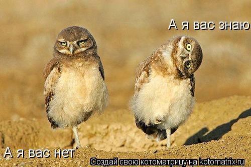 Котоматрица: А я вас знаю А я вас нет