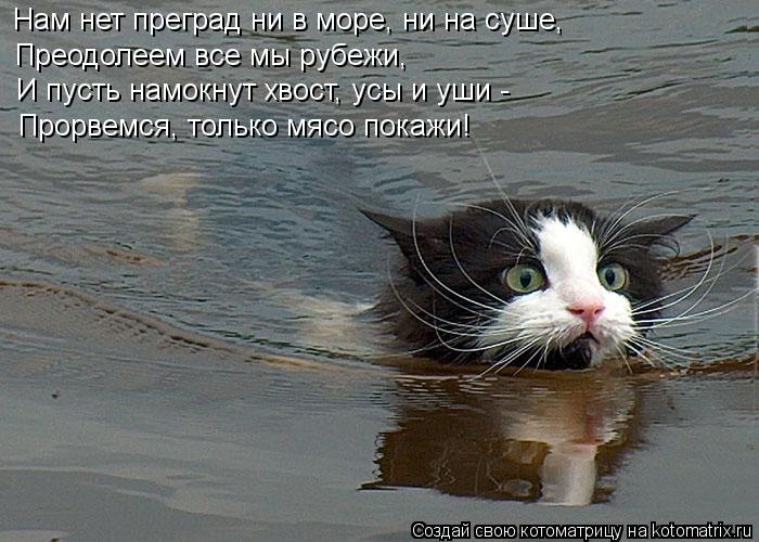 Котоматрица: Нам нет преград ни в море, ни на суше, Преодолеем все мы рубежи, И пусть намокнут хвост, усы и уши - Прорвемся, только мясо покажи!