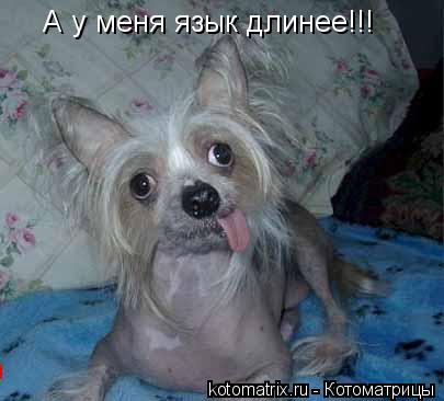 Котоматрица: А у меня язык длинее!!!