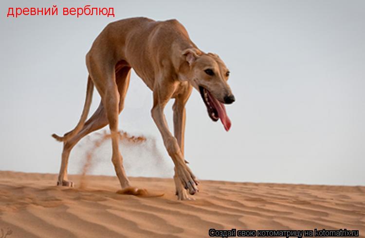 Котоматрица: древний верблюд