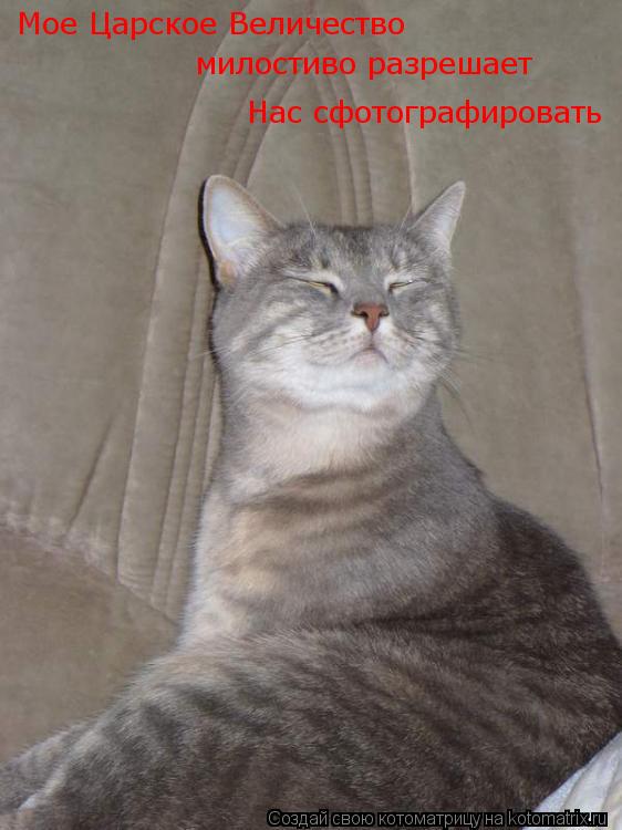 Котоматрица: Мое Царское Величество милостиво разрешает Нас сфотографировать