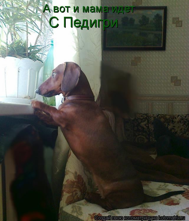 Котоматрица: А вот и мама идет С Педигри