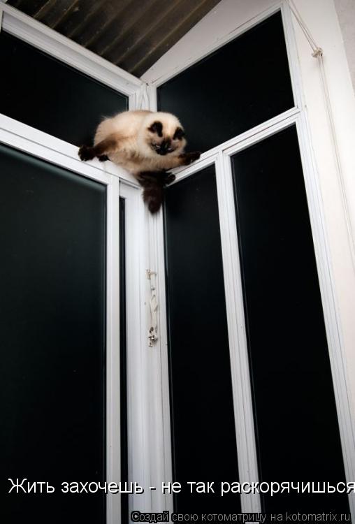 Котоматрица: Жить захочешь - не так раскорячишься!