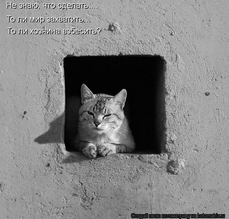 Котоматрица: Не знаю, что сделать:... То ли мир захватить... То ли хозяина взбесить?