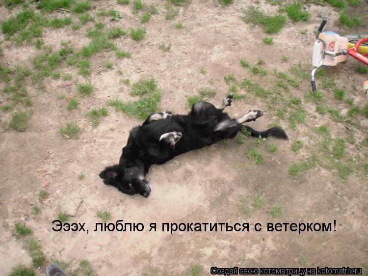 Котоматрица: Эээх, люблю я прокатиться с ветерком!