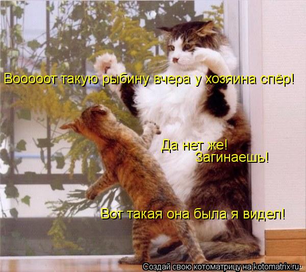 Котоматрица: Вооооот такую рыбину вчера у хозяина спёр! Да нет же! Загинаешь!  Вот такая она была я видел!
