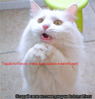 Котоматрица: Падай колбаска  очень Большааая и маленькая!)