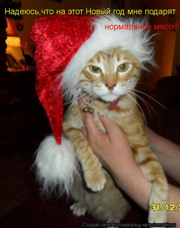 Котоматрица: Надеюсь,что на этот Новый год Надеюсь,что на этот Новый год мне подарят нормальное мясо !!!