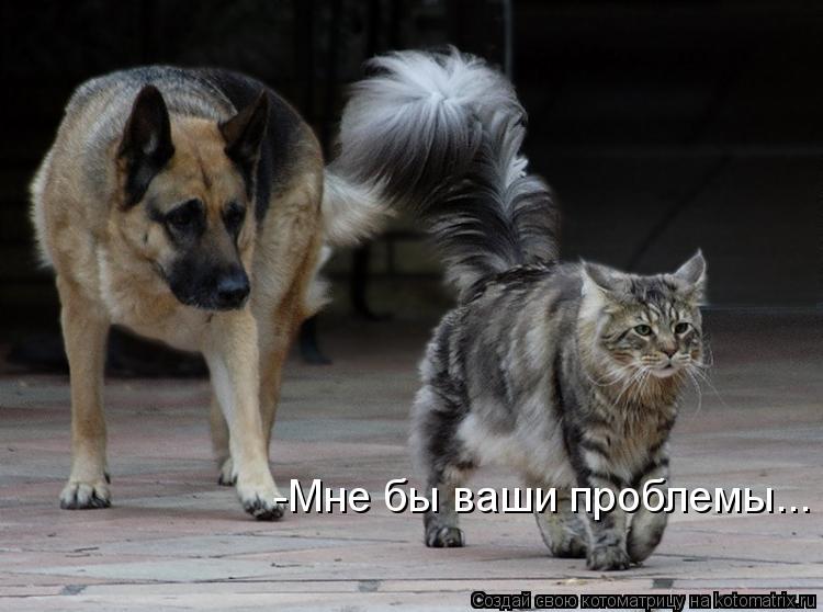 -Мне бы ваши проблемы...... Котоматрица: -Мне бы ваши проблемы...