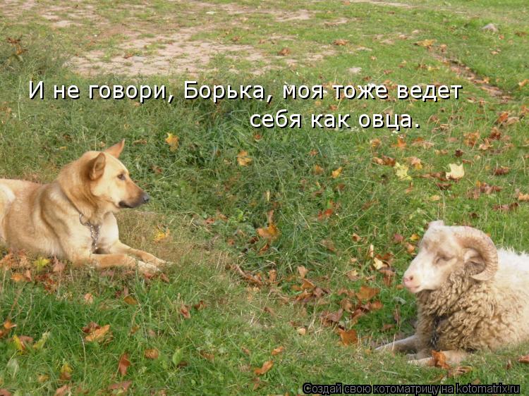 Котоматрица: И не говори, Борька, моя тоже ведет себя как овца.