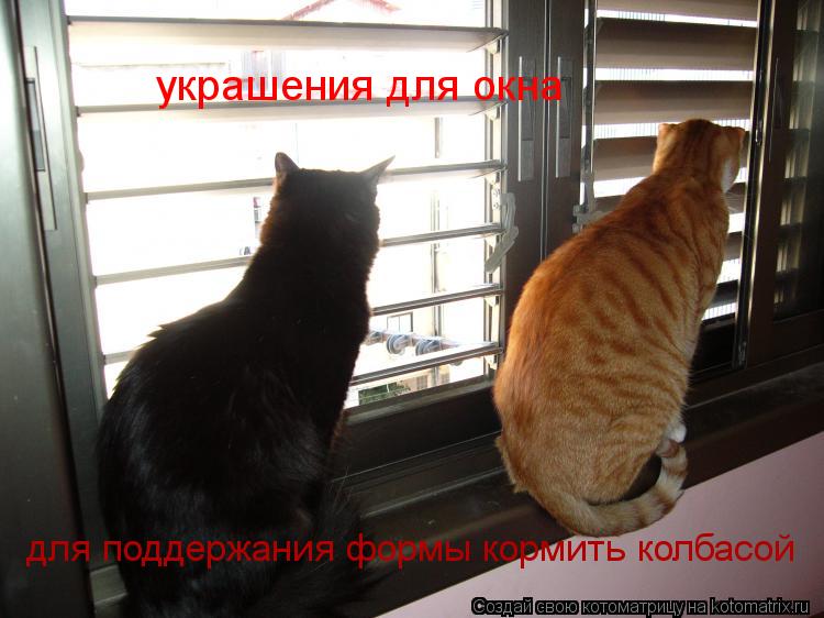 Котоматрица: украшения для окна для поддержания формы кормить колбасой