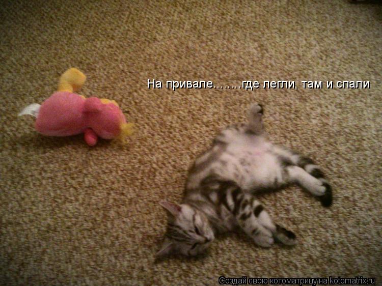 Котоматрица: На привале........где легли, там и спали