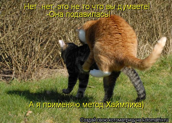 Котоматрица: Нет ,нет,-это не то что вы думаете! -Она подавилась! А я применяю метод Хаймлиха)