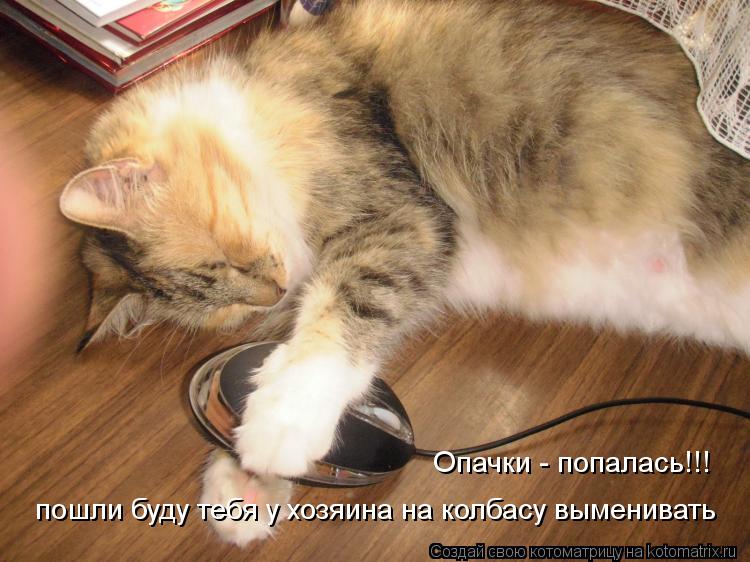 пошли буду тебя у хозяина на колбасу выменивать Опачки - попалась!!!... Котоматрица: пошли буду тебя у хозяина на колбасу выменивать Опачки - попалась!!!