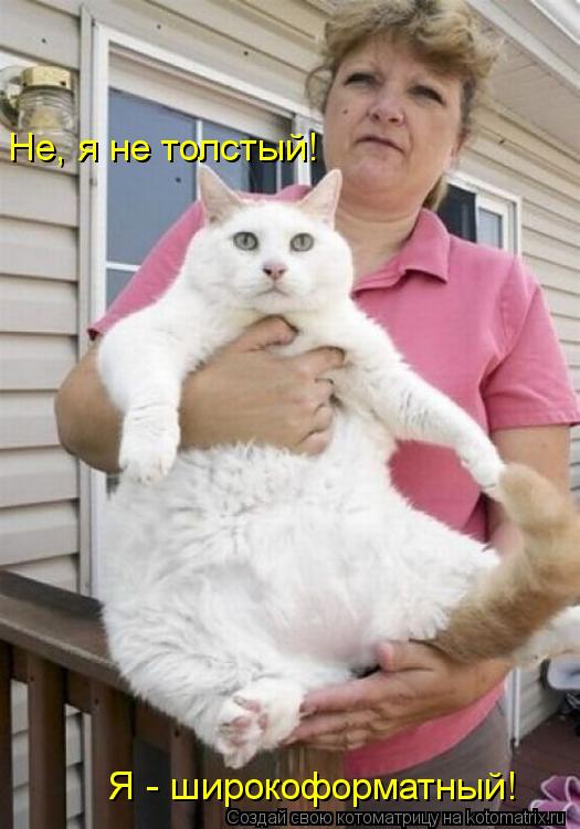 Я - широкоформатный! Не, я не толстый!... Котоматрица: Я - широкоформатный! Не, я не толстый!