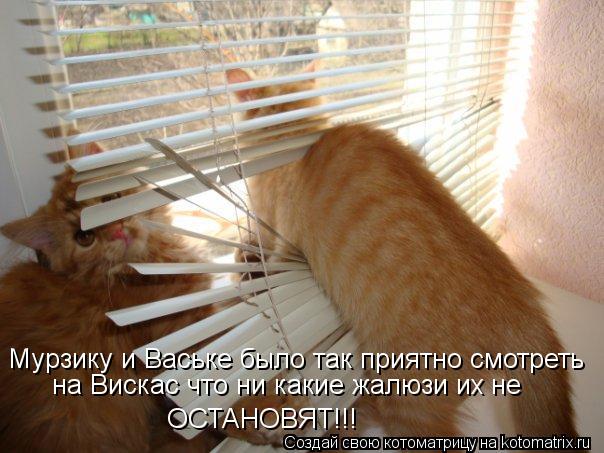 Котоматрица: Мурзику и Ваське было так приятно смотреть ОСТАНОВЯТ!!! на Вискас что ни какие жалюзи их не