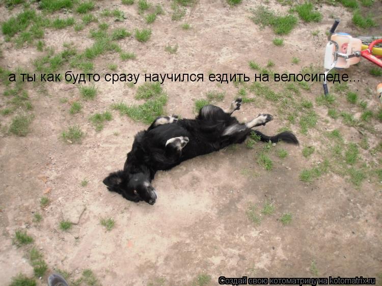 Котоматрица: а ты как будто сразу научился ездить на велосипеде...