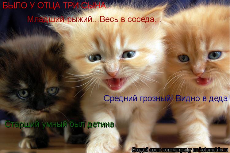 Котоматрица: БЫЛО У ОТЦА ТРИ СЫНА... Старший умный был детина Младший-рыжий...Весь в соседа... Средний грозный! Видно в деда!