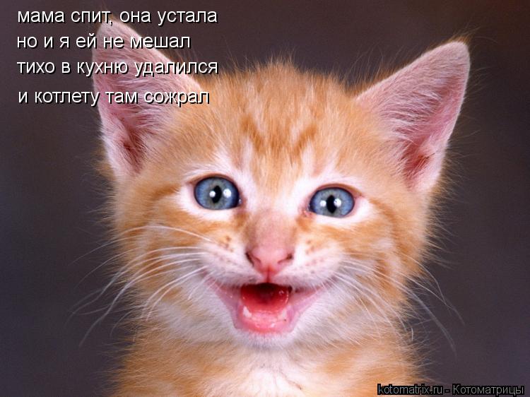 Котоматрица: мама спит, она устала но и я ей не мешал тихо в кухню удалился  тихо в кухню удалился  и котлету там сожрал