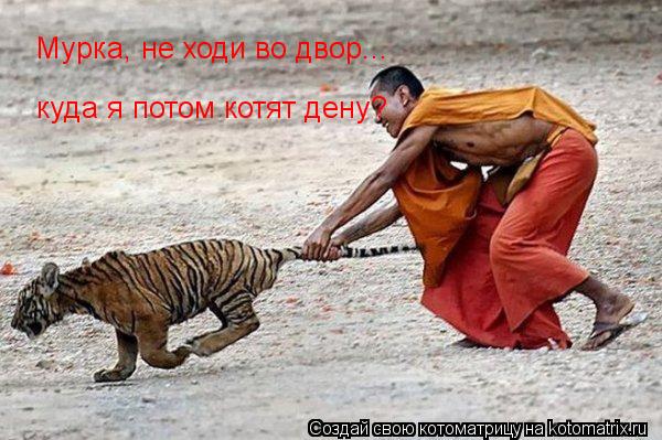 Котоматрица: Мурка, не ходи во двор... куда я потом котят дену?