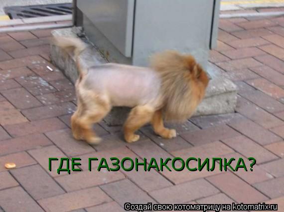 Котоматрица: ГДЕ ГАЗОНАКОСИЛКА?