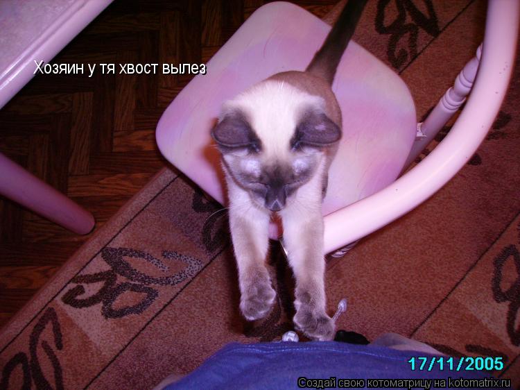 Котоматрица: Хозяин у тя хвост вылез