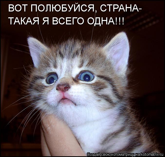 ВОТ ПОЛЮБУЙСЯ, СТРАНА- ТАКАЯ Я ВСЕГО ОДНА!!!... Котоматрица: ВОТ ПОЛЮБУЙСЯ, СТРАНА- ТАКАЯ Я ВСЕГО ОДНА!!!