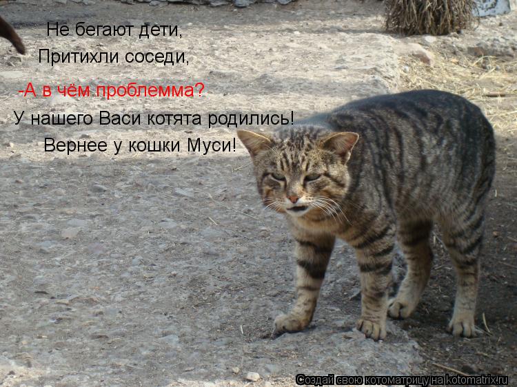 Котоматрица: Не бегают дети, Притихли соседи, -А в чём проблемма? У нашего Васи котята родились! Вернее у кошки Муси!