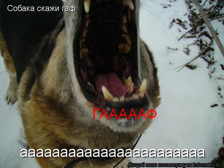 Котоматрица: Собака скажи гаф ГАААААФ ааааааааааааааааааааааа