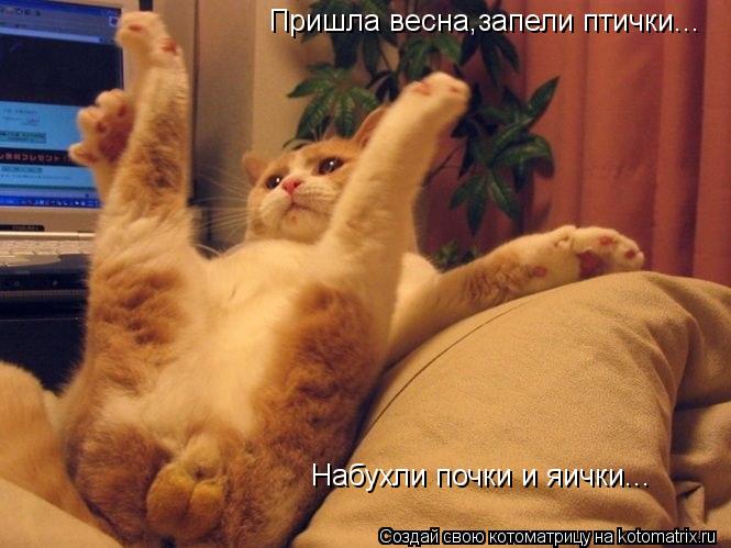 Котоматрица: Пришла весна,запели птички... Набухли почки и яички...