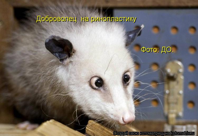 Котоматрица: Доброволец  на ринопластику Фото: ДО.