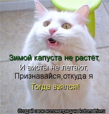 Котоматрица: Зимой капуста не растёт, И аисты не летают, Признавайся,откуда я  Тогда взялся!