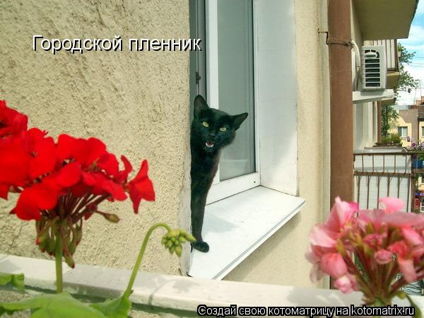 Котоматрица: Городской пленник