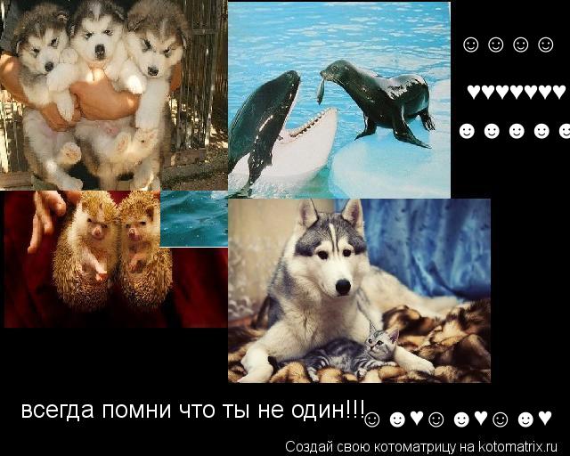 Котоматрица: всегда помни что ты не один!!! &#9786;&#9786;&#9786;&#9786;  &#9829;&#9829;&#9829;&#9829;&#9829;&#9829;&#9829; &#9787;&#9787;&#9787;&#9787;&#9787; &#9