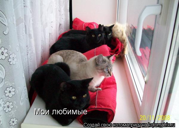 Котоматрица: Мои любимые