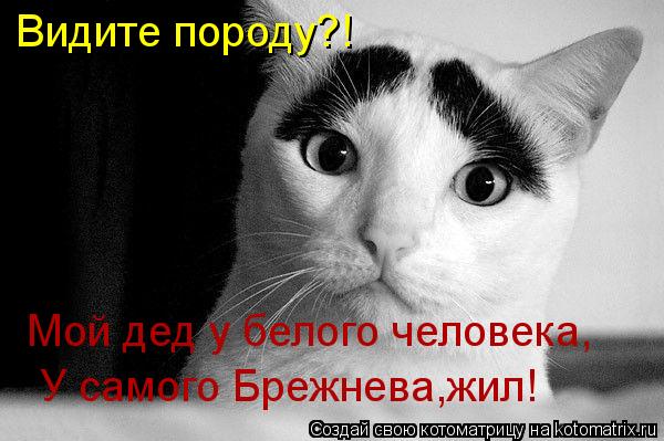 Котоматрица: Видите породу?! Мой дед у белого человека, У самого Брежнева,жил!
