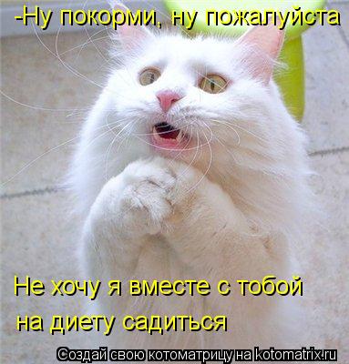Котоматрица: -Ну покорми, ну пожалуйста Не хочу я вместе с тобой на диету садиться